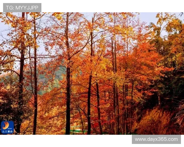 柳丁：一口咬下的阳光，流淌的橙色诗篇